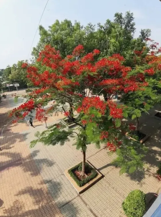 Hoa phượng sân trường lưu giữ kỷ niệm tuổi học trò, nơi bắt đầu những ước mơ.