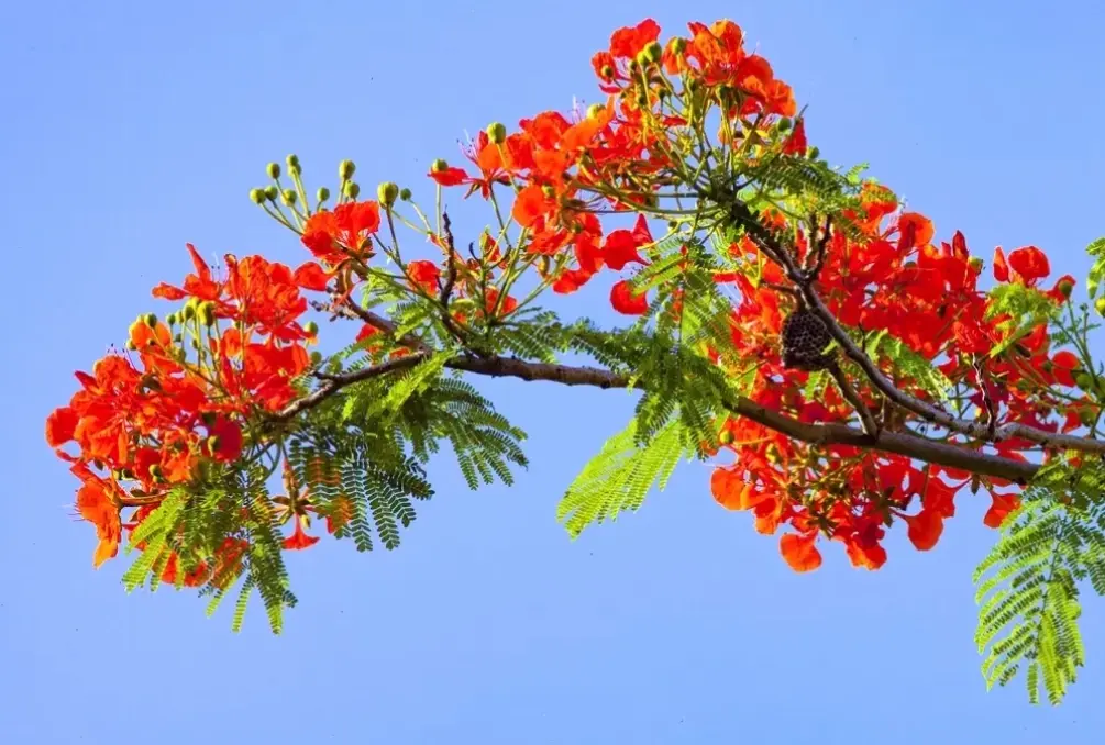 Hoa phượng vĩ cắm bình, biến không gian thành khu vườn mùa hè, với vẻ đẹp tự nhiên và hương thơm quyến rũ.
