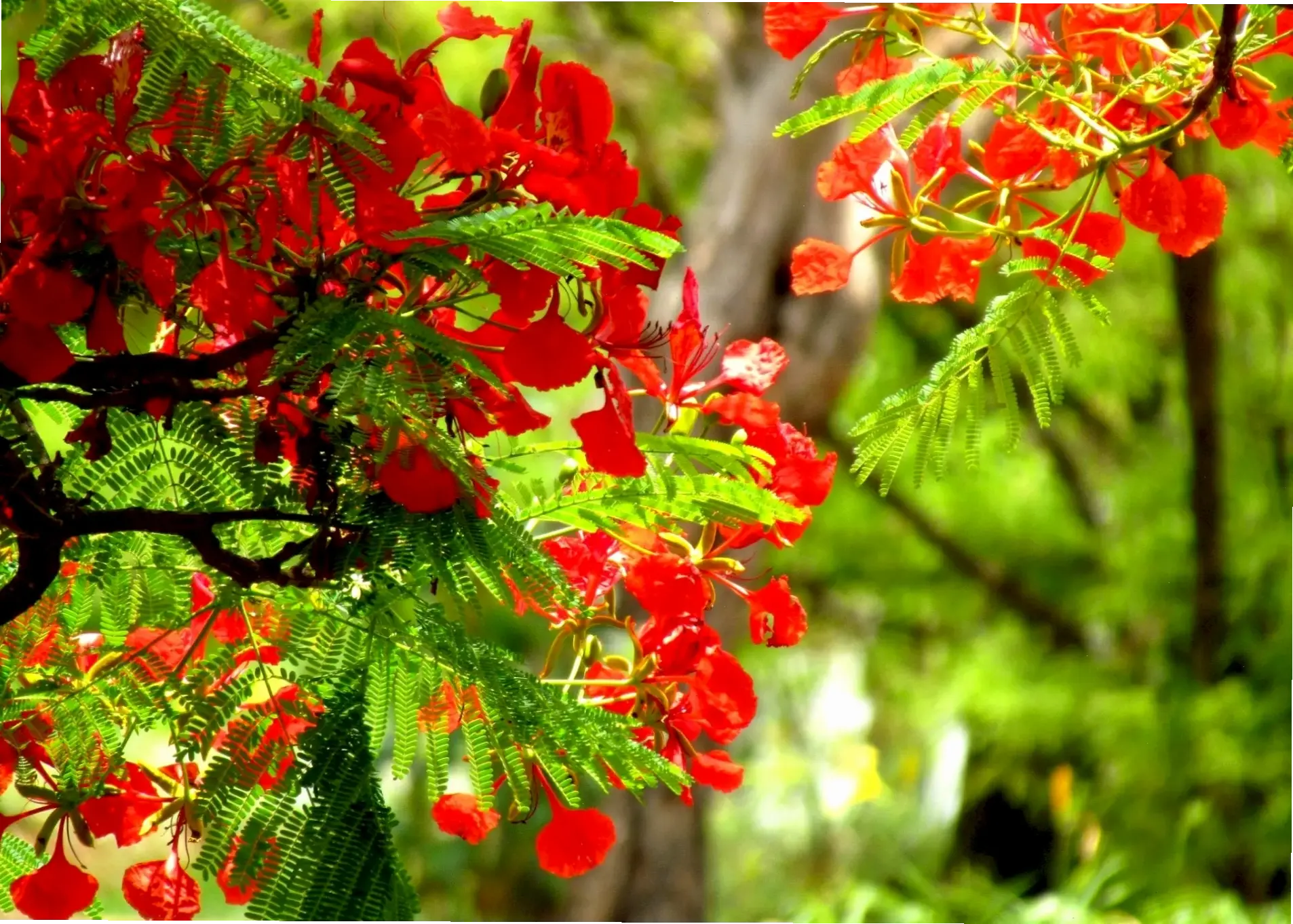 Hoa phượng vĩ đỏ rực rỡ, biểu tượng mùa hè Việt Nam, mang lại sức sống mãnh liệt và niềm vui bất tận cho mọi khoảnh khắc.