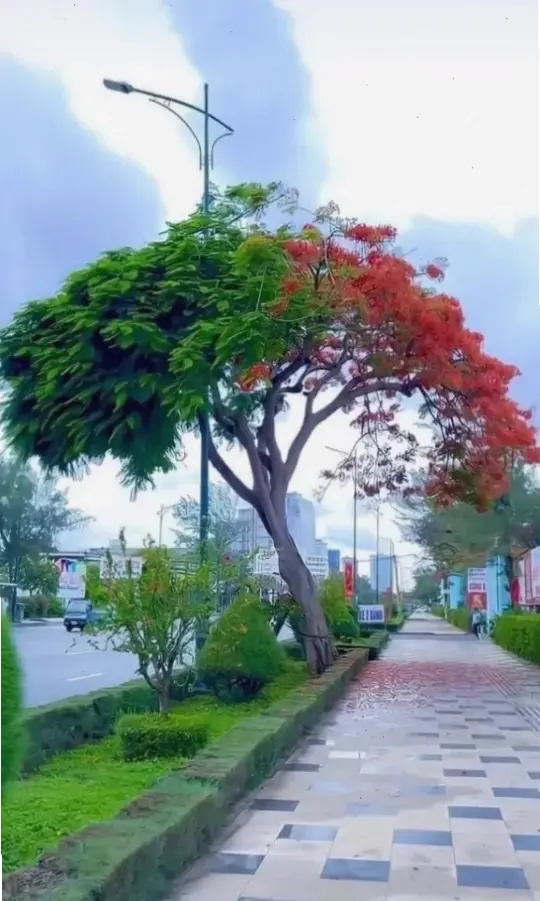 Hoa phượng vĩ đường phố, tô điểm cho phố phường Việt Nam với màu đỏ nồng nàn, gợi lên sự sống động và năng lượng.