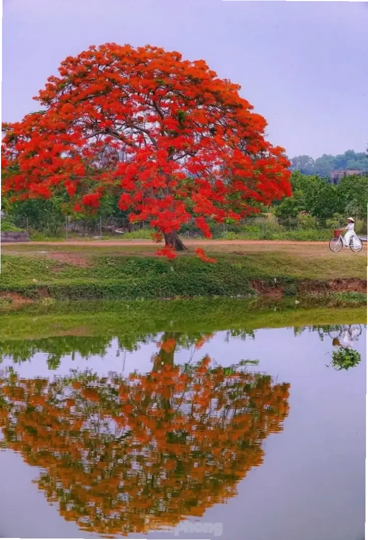 Hoa phượng vĩ gợi nhớ ký ức học trò, với màu đỏ cháy bỏng và những kỷ niệm vui buồn, đánh dấu hành trình tuổi trẻ.