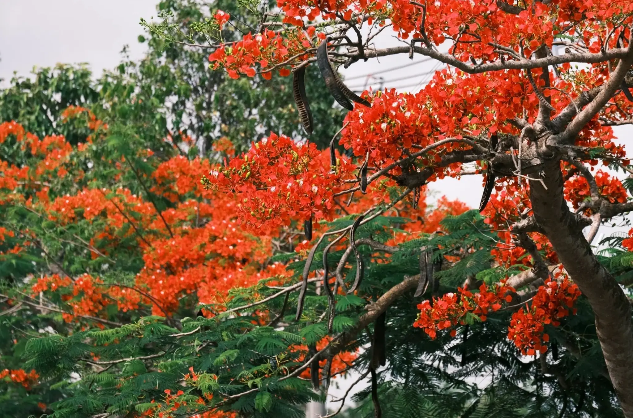 Hoa phượng vĩ nở rộ trong mùa hè Việt Nam, gợi lên không khí sôi động, nắng vàng và kỷ niệm tuổi thơ ngọt ngào.