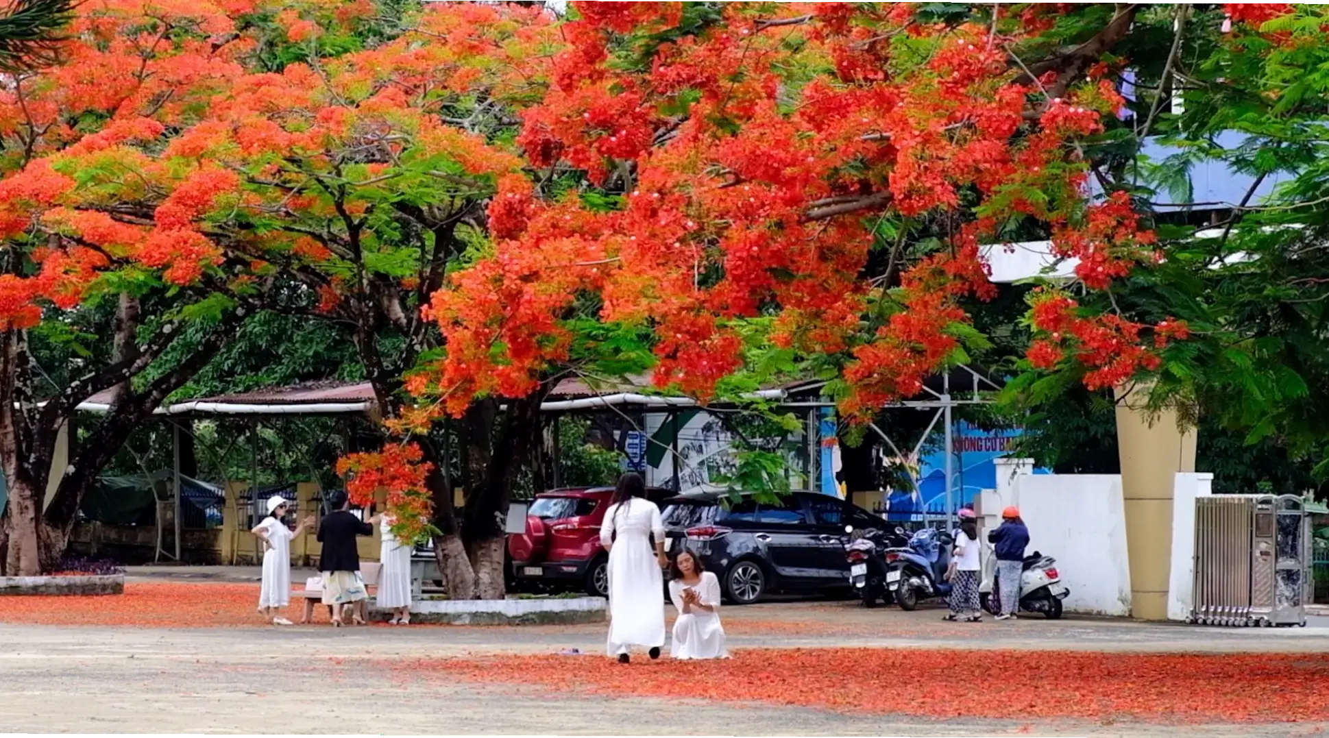 Hoa phượng vĩ sân trường, nơi lưu giữ những kỷ niệm học trò, với sắc đỏ rực rỡ và hương thơm gợi nhớ ngày xưa.