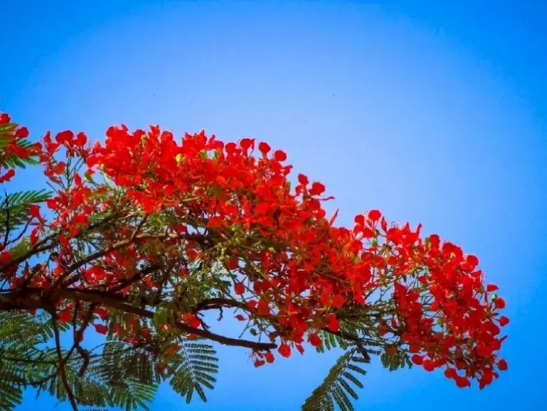 Hoa phượng vĩ trang trí, tạo điểm nhấn rực rỡ cho không gian, mang hơi thở mùa hè Việt Nam vào mọi góc nhà.
