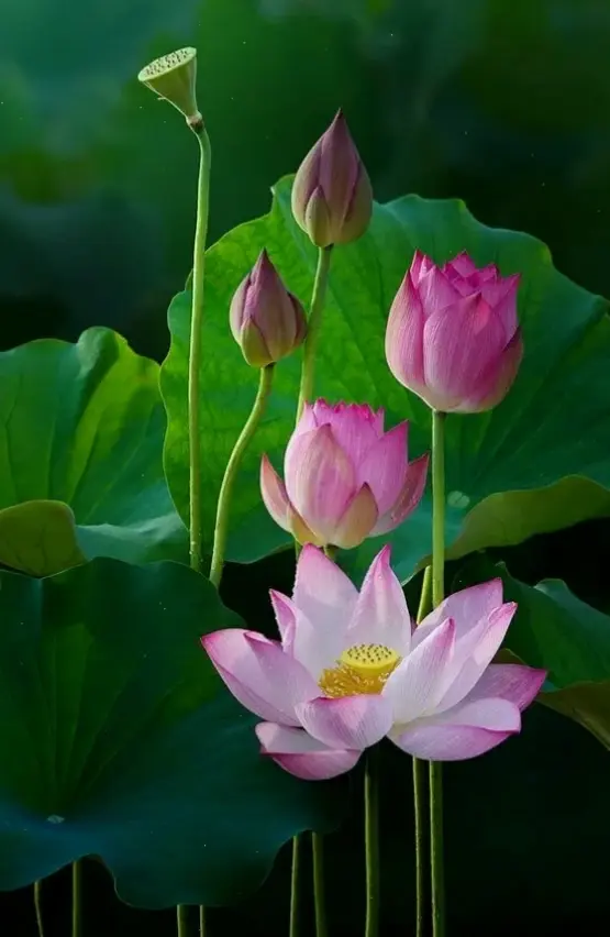 Hoa sen bó hoa đẹp, sự kết hợp hoàn hảo giữa tự nhiên và nghệ thuật, mang đến niềm vui bất tận.