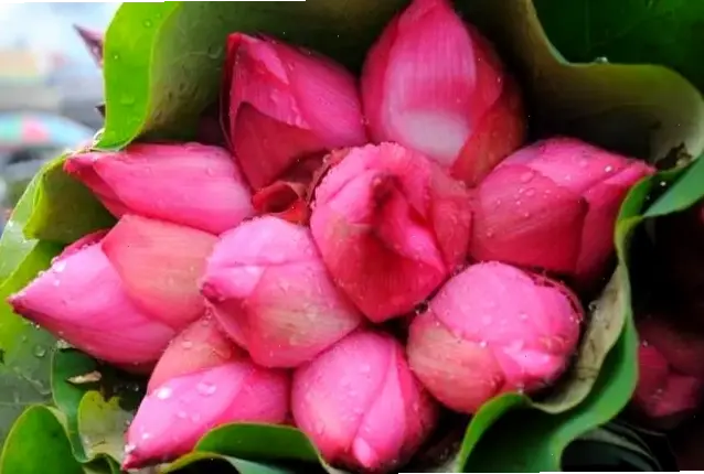 Hoa sen chụp macro bó hoa tiết lộ chi tiết kỳ diệu, khám phá vẻ đẹp ẩn giấu của thiên nhiên.