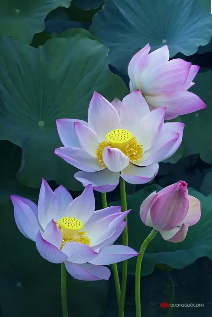 Hoa sen dùng trang trí, với vẻ đẹp duyên dáng và ý nghĩa sâu sắc, biến không gian thành nơi thư giãn lý tưởng.