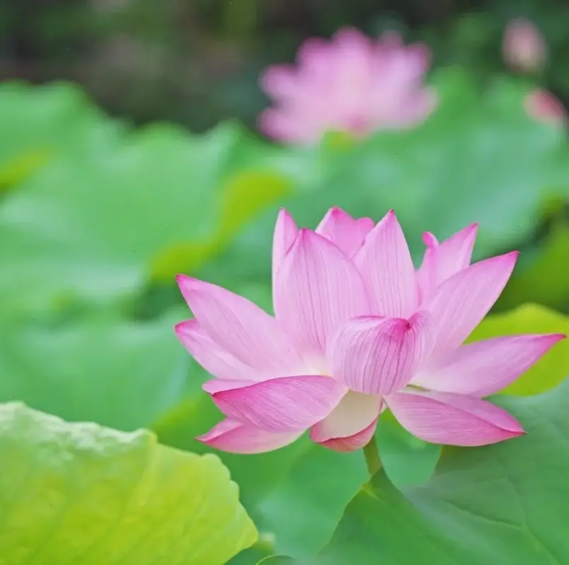 Hoa sen hồng rực rỡ cắm bình mang đến không gian ấm áp, tràn đầy năng lượng tích cực và vẻ đẹp tự nhiên.