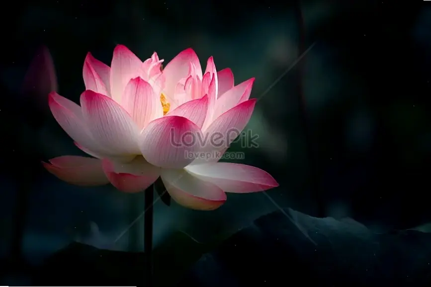 Hoa sen hồng rực rỡ nở bung, mang năng lượng tươi mới và niềm vui bất tận cho mọi không gian.