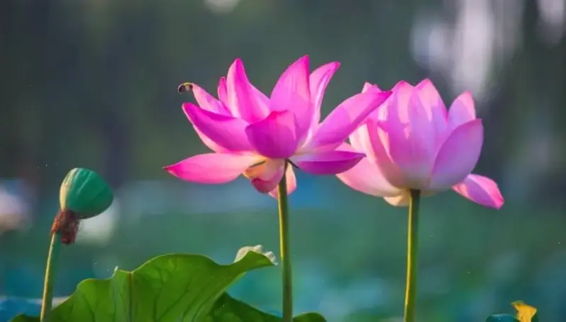 Hoa sen nở rộ rực rỡ dưới ánh bình minh, thể hiện sức sống dồi dào và vẻ đẹp tự nhiên đầy cuốn hút.