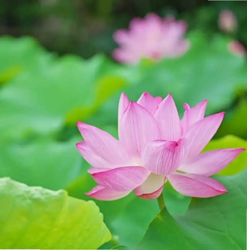 Hoa sen thanh lịch cắm trong bình, mang nét đẹp tự nhiên vào không gian sống, tạo nên sự tinh tế và hài hòa.