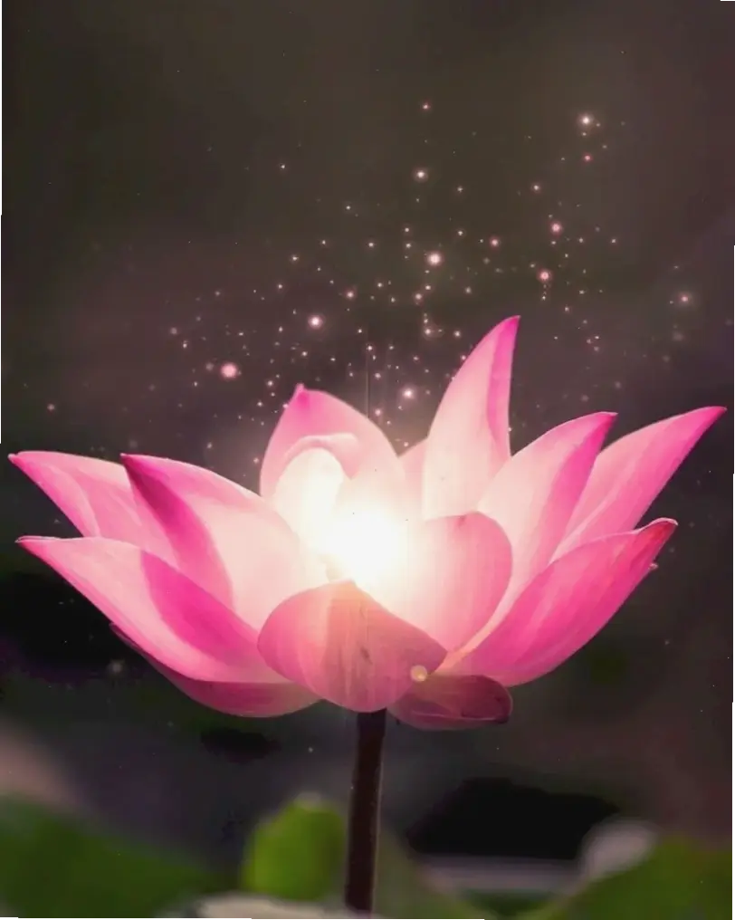 Hoa sen trắng tinh khôi giữa đồng quê Việt Nam, biểu tượng thanh khiết và yên bình, mang đến cảm giác thư thái sâu lắng.