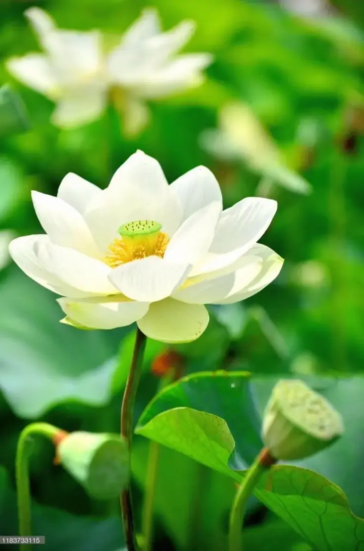 Hoa sen trắng tinh khôi rực rỡ dưới ánh bình minh, tượng trưng cho sự trong sạch và khởi đầu mới mẻ đầy hy vọng.