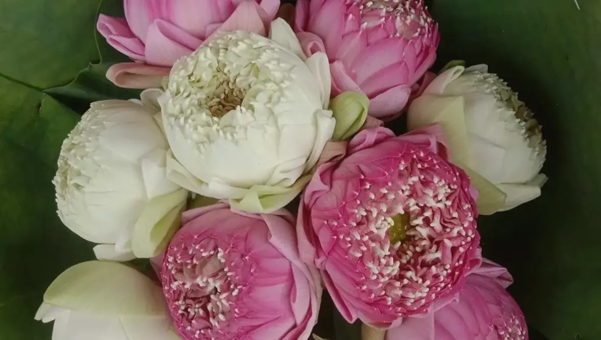 Hoa sen trắng trong đám tang, biểu tượng sự tinh khiết và hành trình linh hồn vượt qua bể khổ.