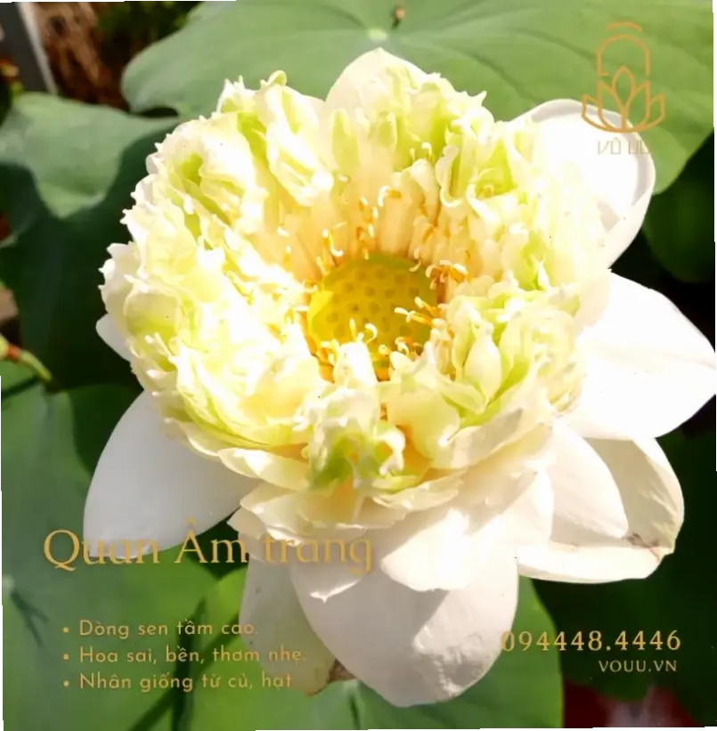 Hoa sen vector cho thiết kế đồ họa, tài nguyên sáng tạo, thể hiện tinh hoa nghệ thuật Việt Nam.