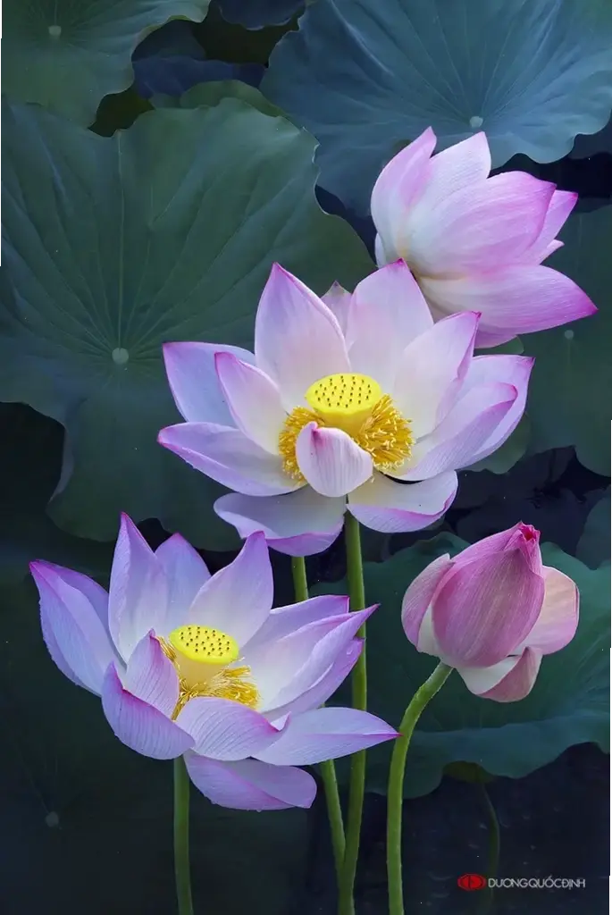 Hoa sen Việt Nam bó hoa, biểu tượng quốc gia với vẻ đẹp kiêu sa và ý nghĩa văn hóa sâu sắc.