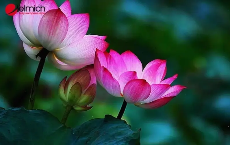 Hoa sen Việt Nam macro đại diện bản sắc văn hóa, vẻ đẹp tinh tế và kiêu hãnh.