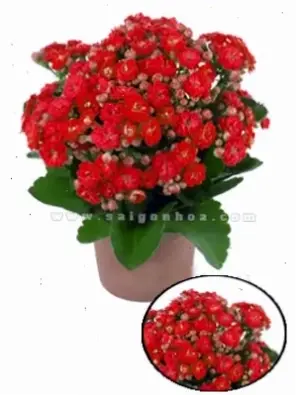 Hoa sống đời đỏ rực rỡ, tượng trưng cho năng lượng dồi dào và sự tươi trẻ bất tận.