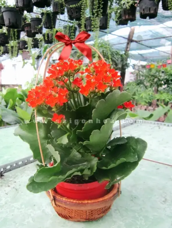 Hoa sống đời trong vườn quê, gợi lên kỷ niệm yên bình và mộc mạc của đồng quê.