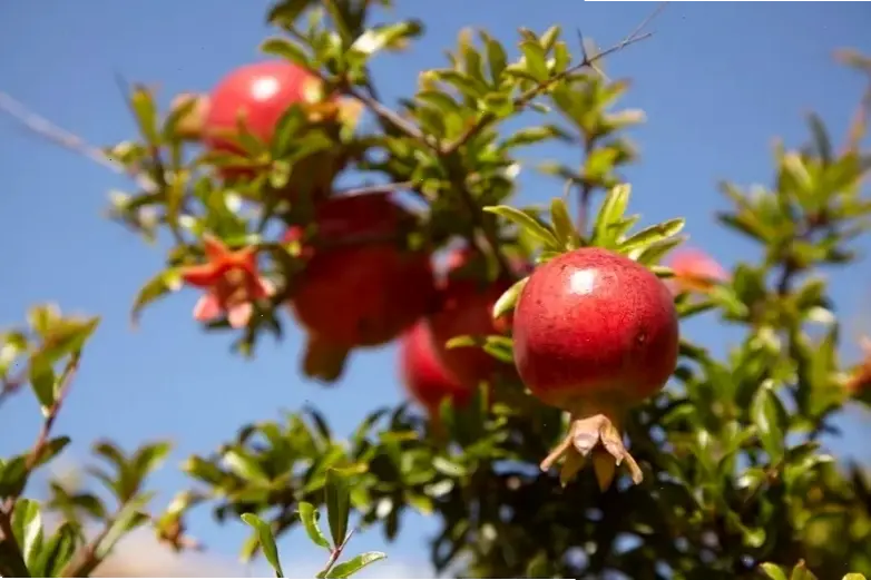 Hoa thạch lựu vườn quê gợi nhớ ký ức yên bình, với hương thơm dịu dàng và màu sắc tự nhiên, như bức tranh quê hương.