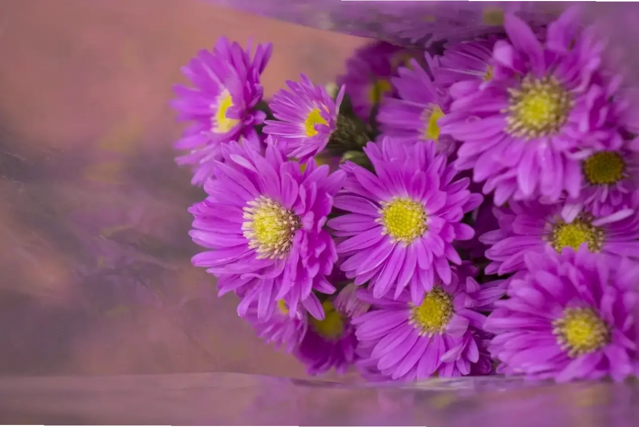 Hoa thạch thảo tím gửi lời chúc mừng chân thành cho mọi dịp đặc biệt và ý nghĩa.