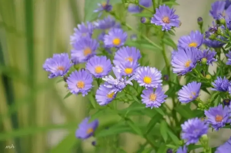 Hoa thạch thảo tím tỏa sắc lãng mạn, lý tưởng cho khoảnh khắc tình yêu ngọt ngào và đầy cảm hứng.