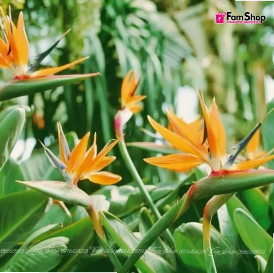 Hoa thiên điểu cắm bình tạo nên bình hoa thanh lịch, phù hợp cho mọi dịp lễ hội và không gian sống.