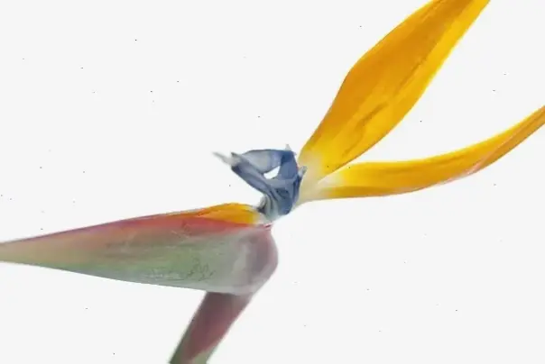 Hoa thiên điểu mùa hè mang niềm vui tươi mới, đón chào nắng ấm và không khí sôi động của kỳ nghỉ.