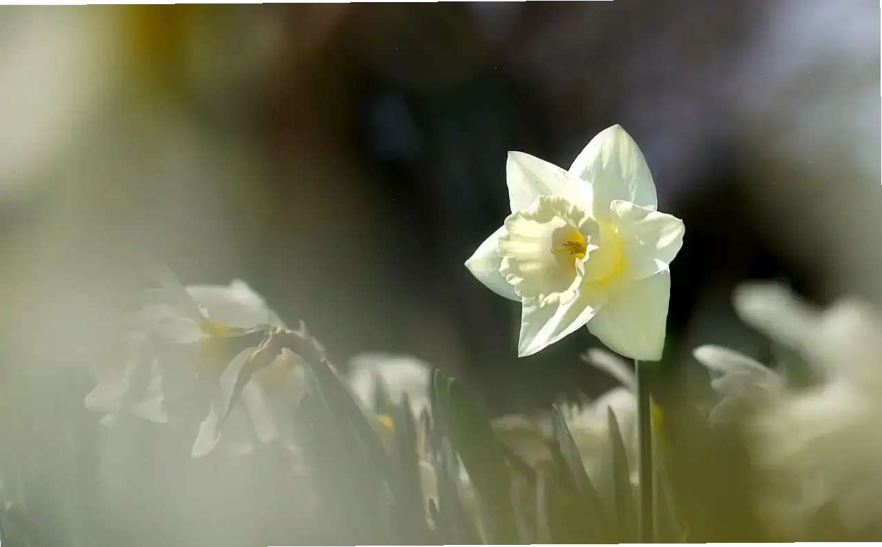 Hoa thủy tiên nở rộ, đón chào mùa xuân ấm áp với hương thơm dịu dàng và màu sắc tươi tắn.