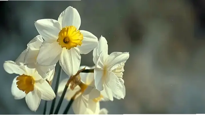 Hoa thủy tiên rực rỡ trong ngày Tết, tượng trưng cho may mắn và niềm vui tràn đầy.