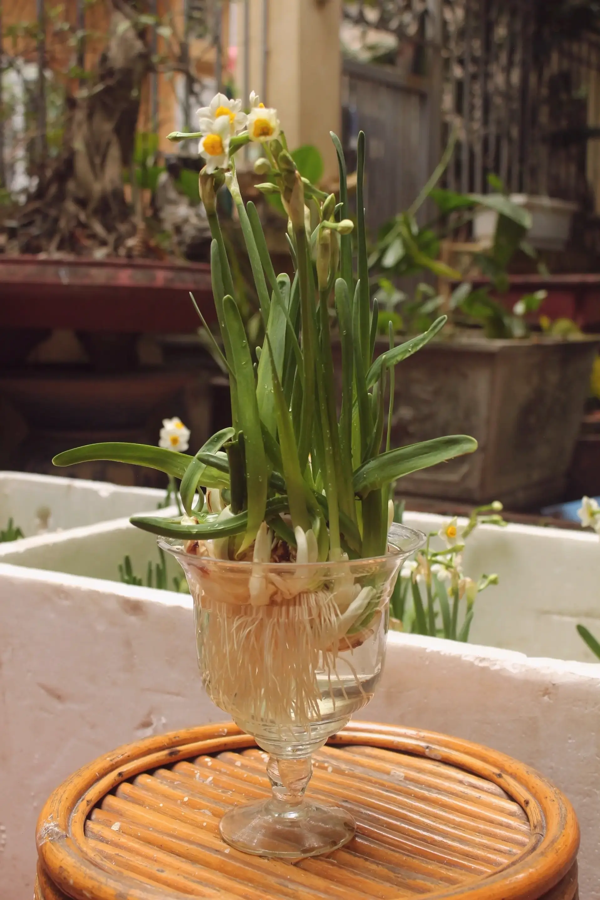 Hoa thủy tiên tinh khiết, biểu tượng của sự thanh tịnh và bình yên trong lòng cuộc sống.