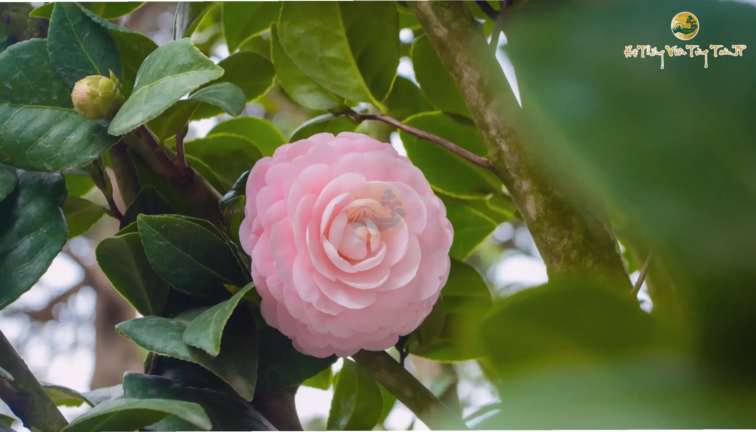 Hoa trà hồng phấn dịu dàng, mang sắc màu lãng mạn và tươi mới, lý tưởng cho mọi dịp đặc biệt.