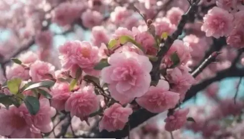 Hoa trà vườn đẹp rực rỡ, mang vẻ quyến rũ tự nhiên, lý tưởng để thư giãn và tận hưởng không khí trong lành.