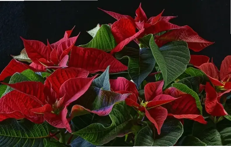 Hoa trạng nguyên phong thủy thu hút tài lộc và bình an, mang năng lượng tích cực cho gia đình.