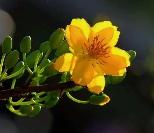 Hoa trạng nguyên vàng độc đáo, mang lại sự tươi mới và năng lượng tích cực cho không gian sống hàng ngày.