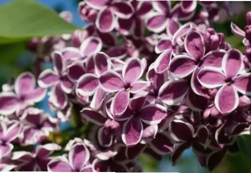 Hoa tử đinh hương lãng mạn, lý tưởng cho khoảnh khắc tình yêu ngọt ngào.