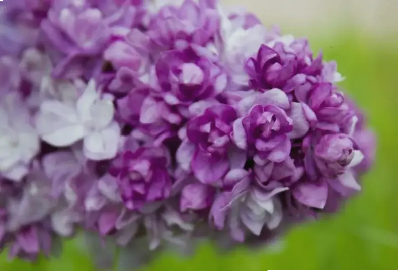 Hoa tử đinh hương nghệ thuật, kết hợp sáng tạo độc đáo với vẻ đẹp thiên nhiên.