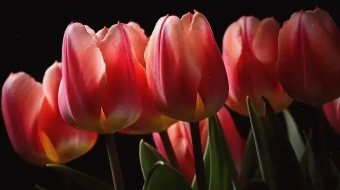 Hoa tulip cắm bình trong ảnh cận cảnh, cách đơn giản để mang thiên nhiên tươi mát vào không gian sống hàng ngày.