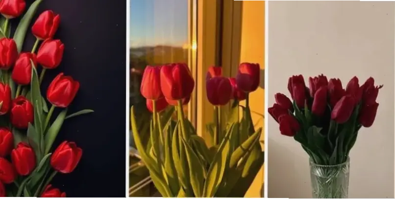 Hoa tulip cắm bình Valentine, trang trí không gian với vẻ đẹp dịu dàng và lãng mạn cuốn hút.