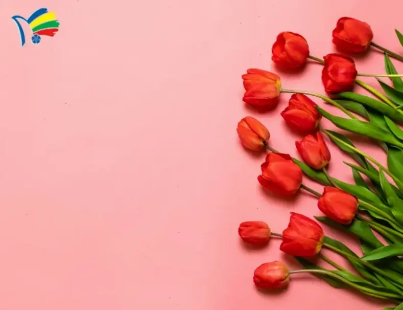 Hoa tulip cận cảnh dành cho ngày 8/3, gửi gắm lời chúc ngọt ngào và sự trân trọng đến phái đẹp.