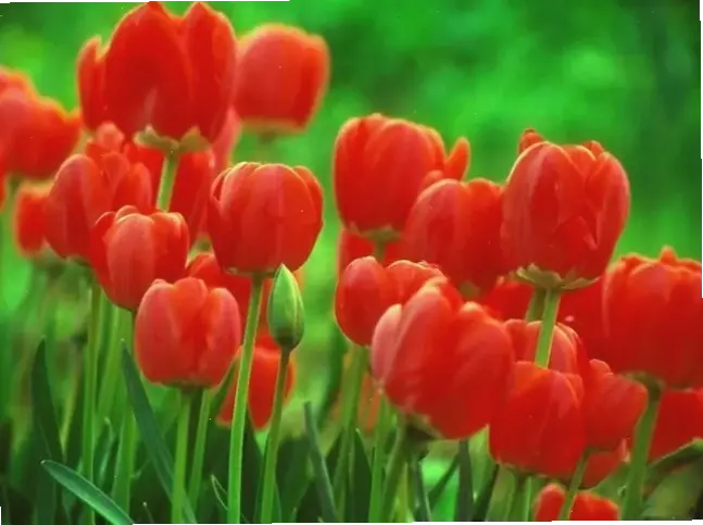 Hoa tulip đỏ Valentine rực rỡ, biểu tượng tình yêu nồng cháy, làm tan chảy trái tim trong ngày lễ lãng mạn.