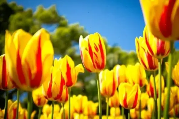 Hoa tulip Hà Lan đích thực, mang hương vị châu Âu đến Valentine với vẻ đẹp bất tận và quyến rũ.