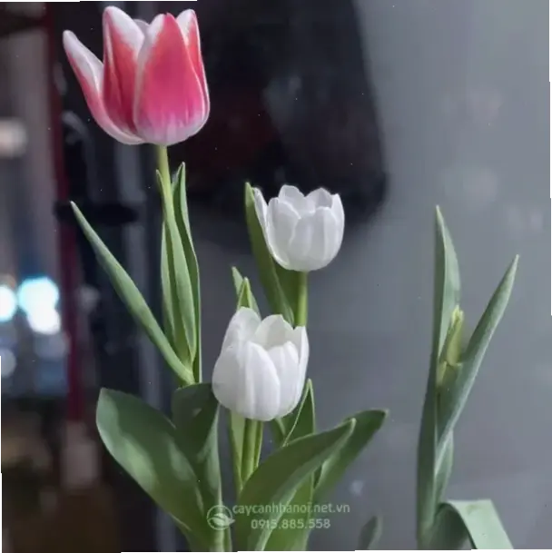 Hoa tulip nở rộ dành ngày 8/3, chúc mừng phụ nữ với vẻ đẹp dịu dàng và ý nghĩa.