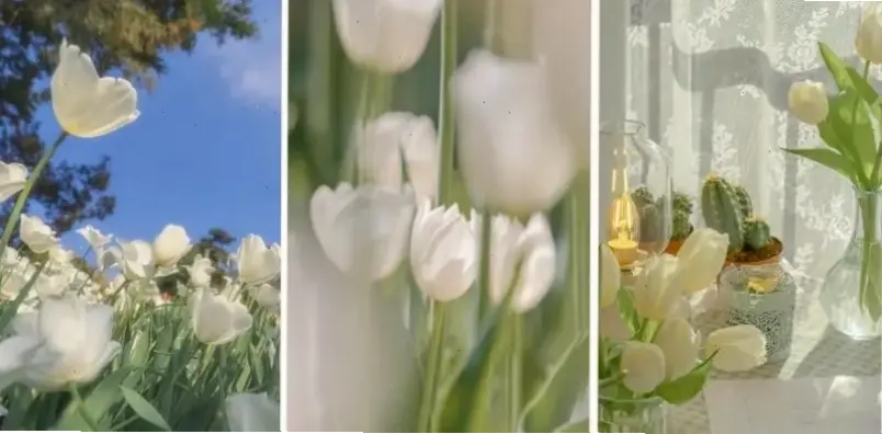 Hoa tulip trắng tinh khôi cắm bình, mang đến sự thanh lịch và yên bình cho không gian sống.