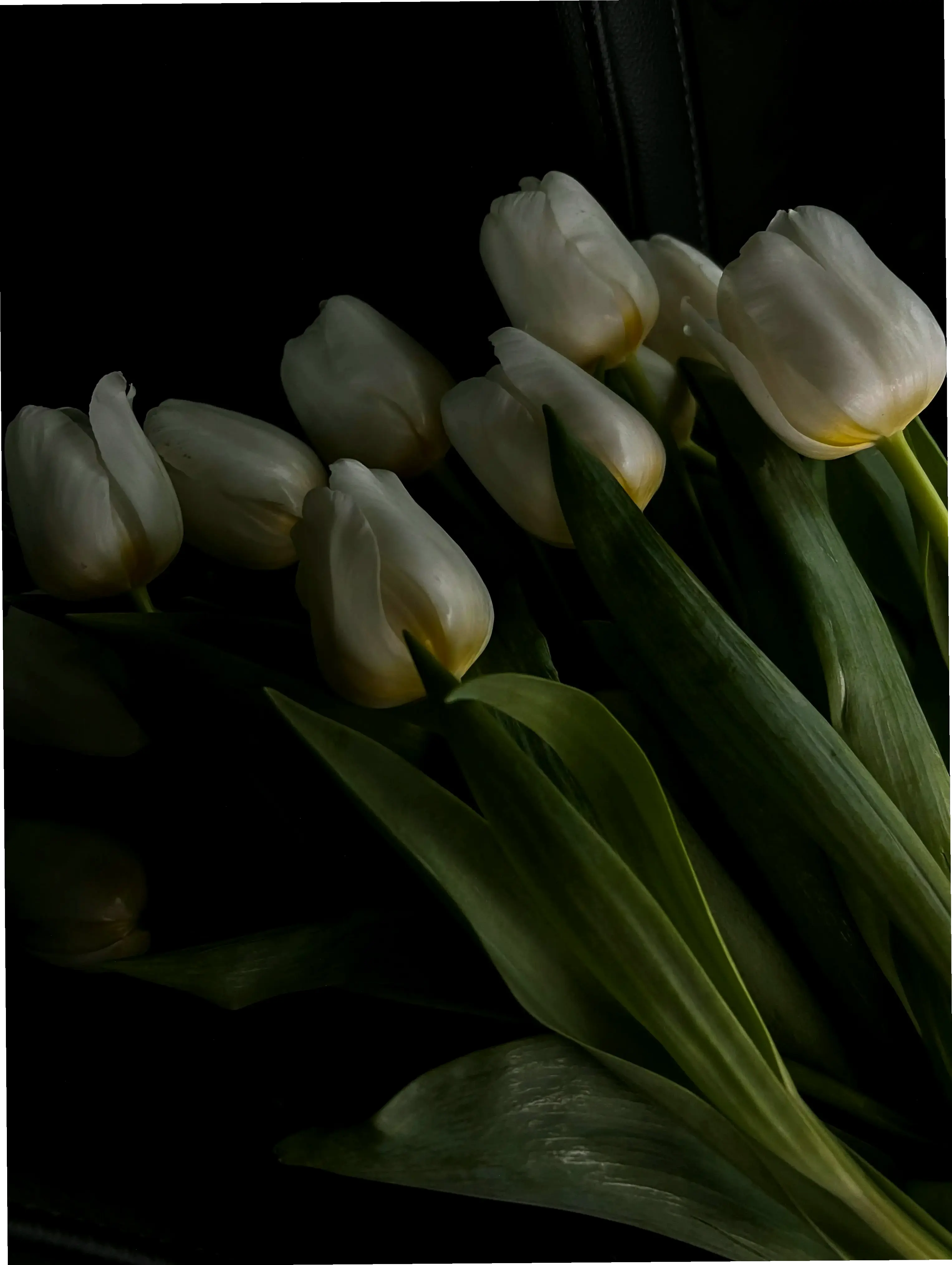 Hoa tulip trắng tinh khôi trong ảnh cận cảnh, biểu tượng thanh lịch và sự trong sạch, lý tưởng cho mọi khoảnh khắc đặc biệt.