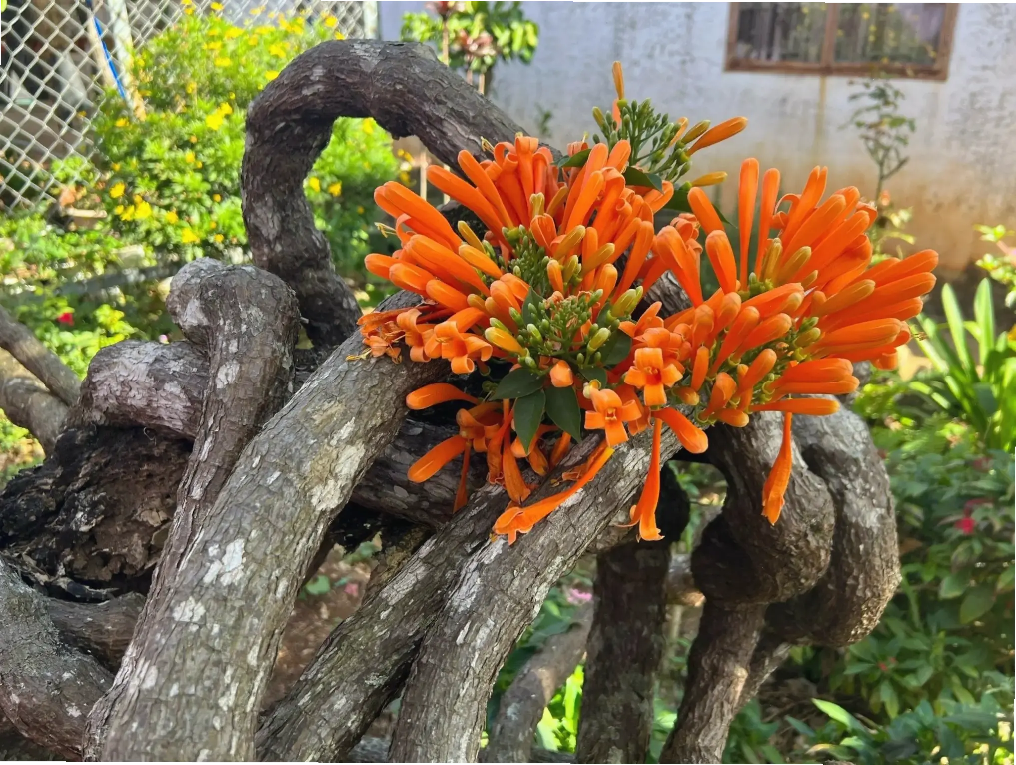 Hoa xác pháo trong vườn quê yên bình, gợi nhớ ký ức tuổi thơ và sự giản dị mộc mạc.