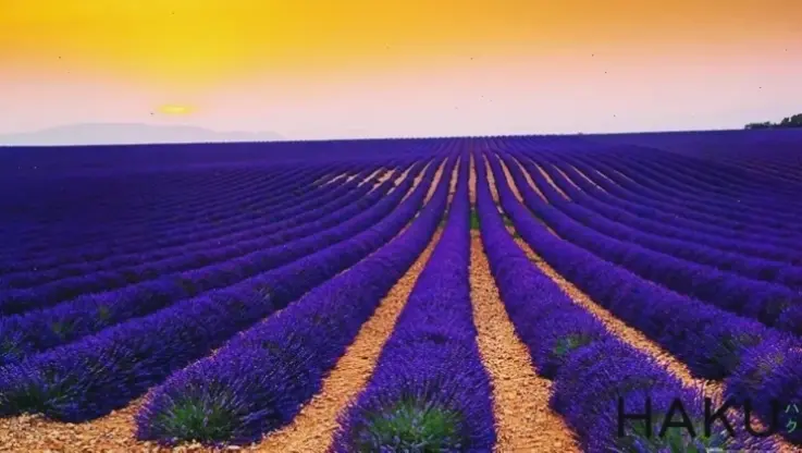 Hoàng hôn lãng mạn bên cánh đồng lavender, nơi màu tím hòa quyện với sắc đỏ, tạo nên bức tranh thiên nhiên hoàn hảo.