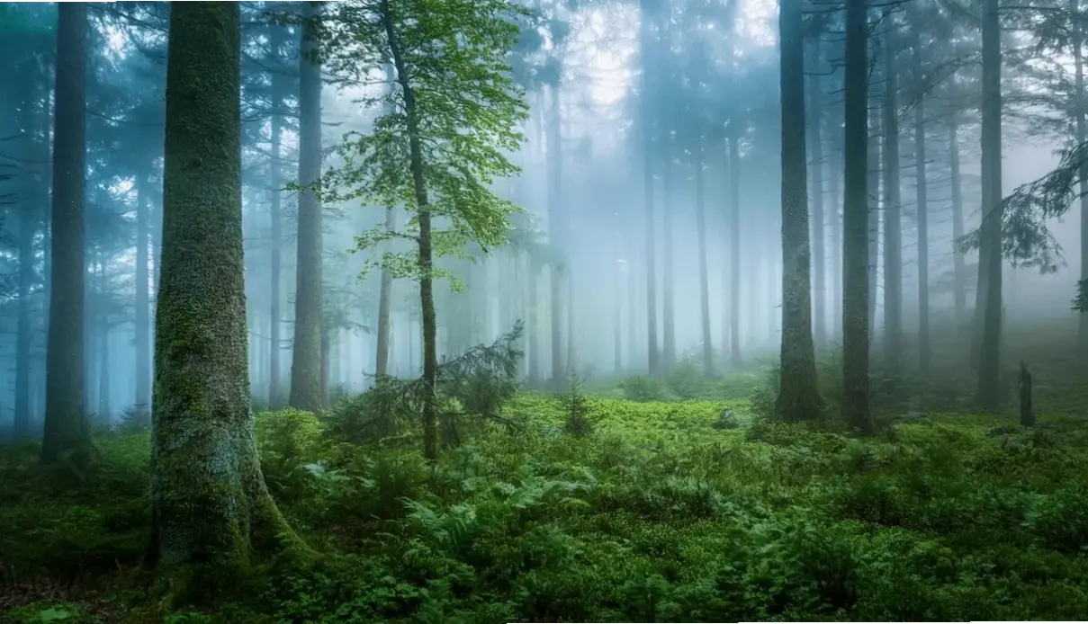 Hoàng hôn lãng mạn giữa rừng sương mù, mang đến khoảnh khắc yên tĩnh và màu sắc quyến rũ của ngày tàn.