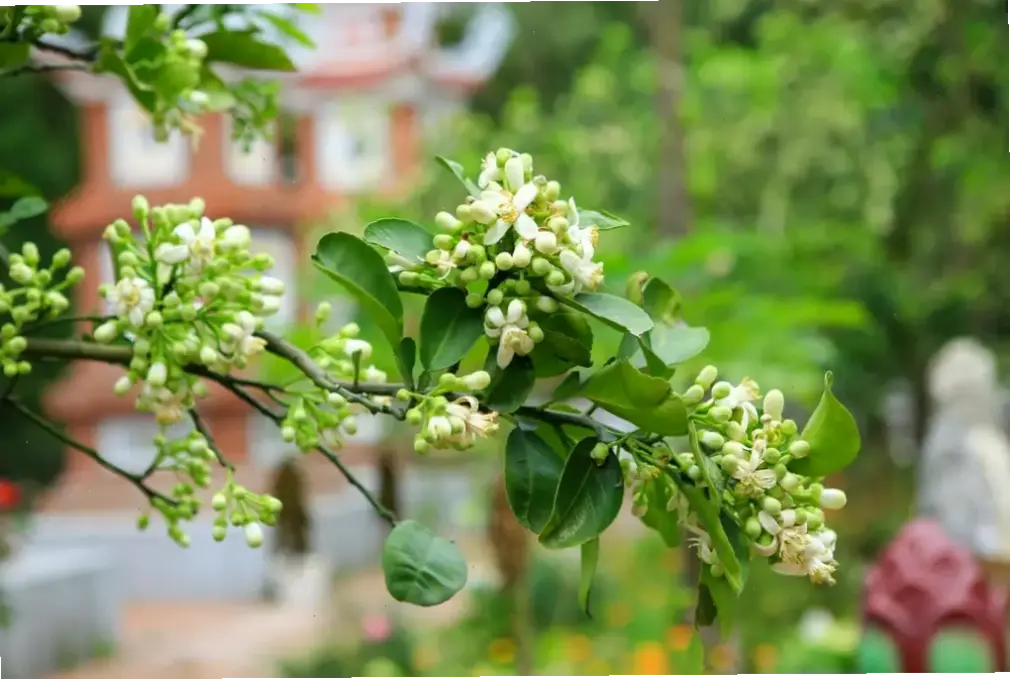 Hương thơm ngát của hoa sứ trắng mang lại cảm giác thư giãn và yên bình cho mọi khoảnh khắc.