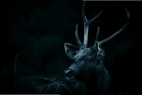 Hươu nai dạo chơi về đêm, hình ảnh đầy sức hút và bí ẩn dưới ánh sao lung linh.